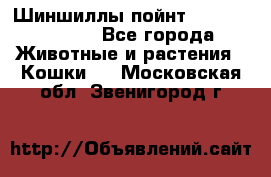 Шиншиллы пойнт ns1133,ny1133. - Все города Животные и растения » Кошки   . Московская обл.,Звенигород г.